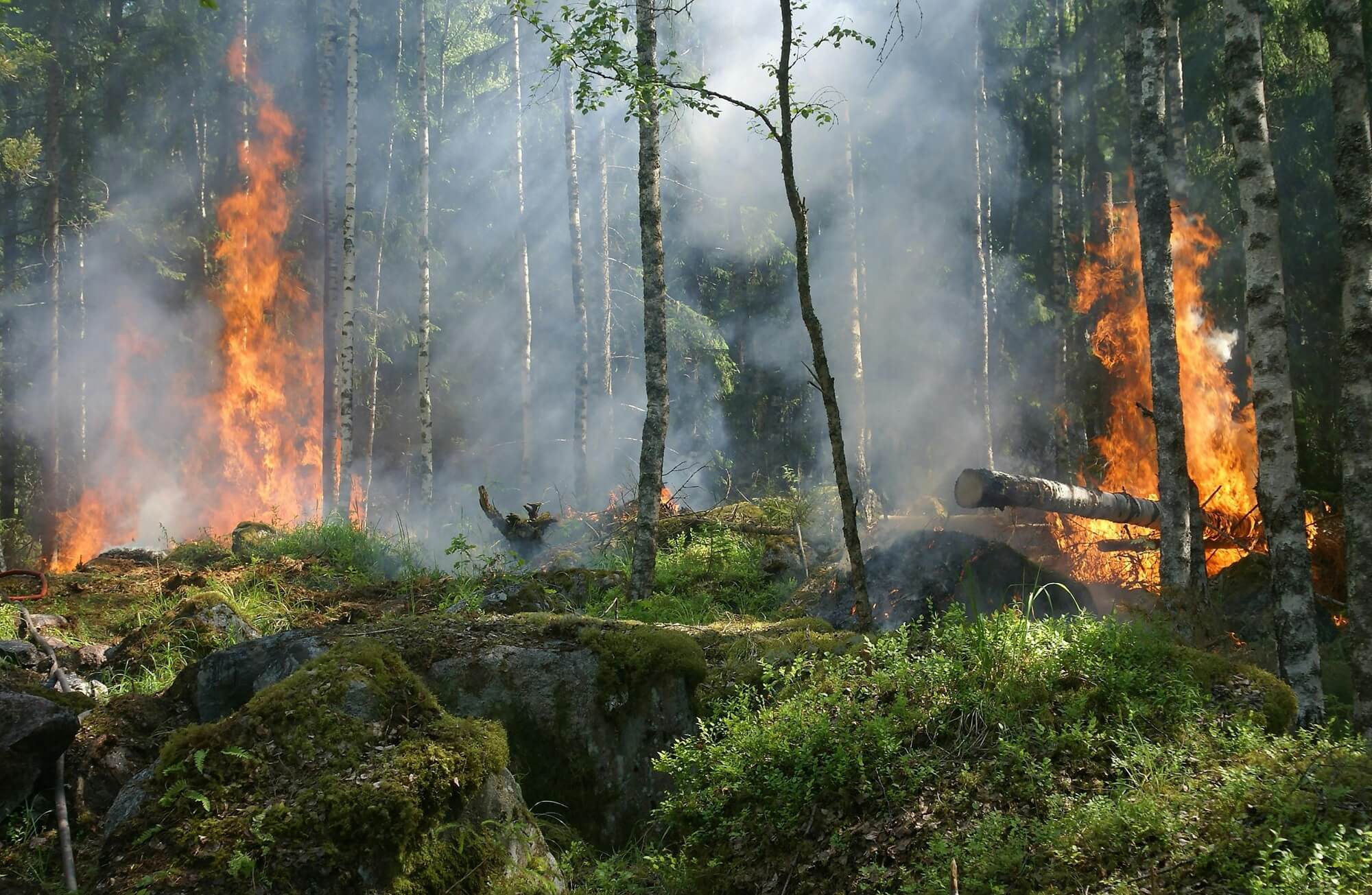 feu de forêt